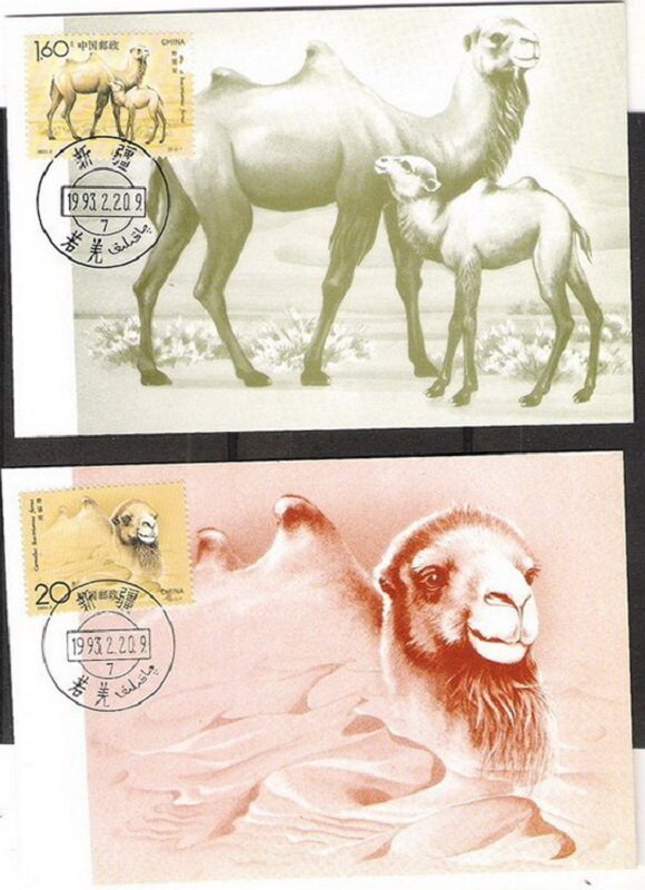 Limit postcard MC15 camel 2 pieces of philatelic head office sheet in situ seal sheet animal products collection