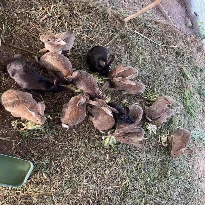 散养兔活物推荐：比利时种兔子活体成年肉兔家养优选，公兔母兔任选-兔-淘宝好物网