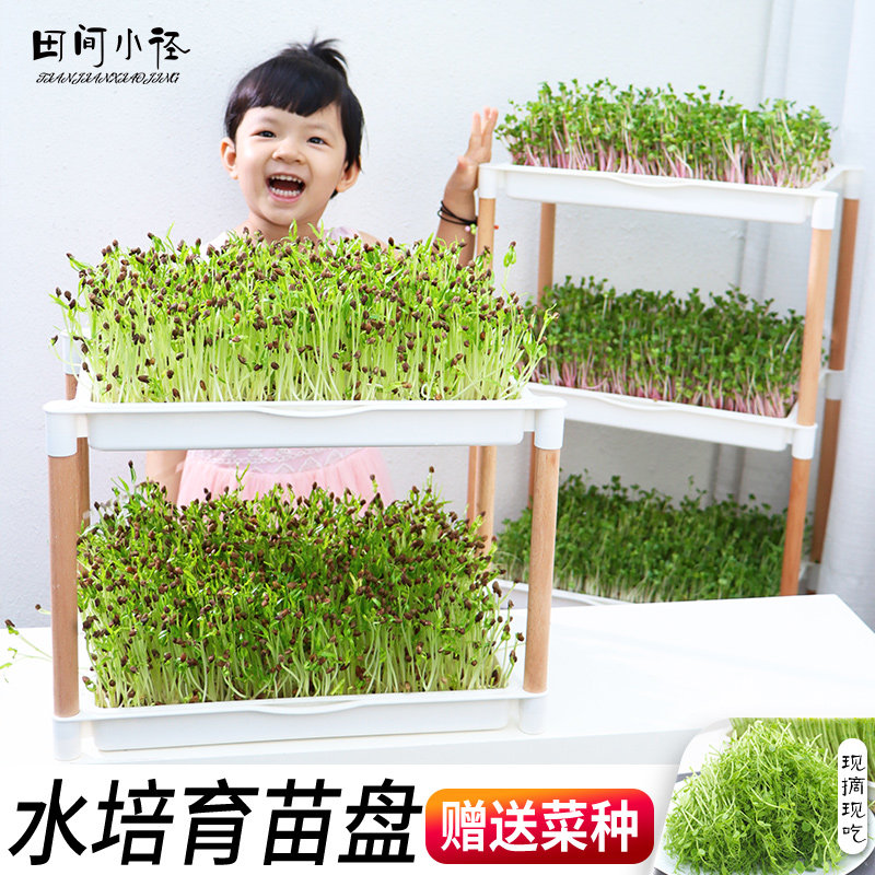 Sprouts seedling tray planting rack Hydroponic planting plate mung bean soilless cultivation germination pot multi-functional planting box