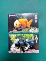 Chinese necropolis goldfish enjoy a pair of phone cards