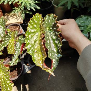 3 free shipping powder sailfish begonia ins style indoor green plants potted plants office desk plant bamboo begonia