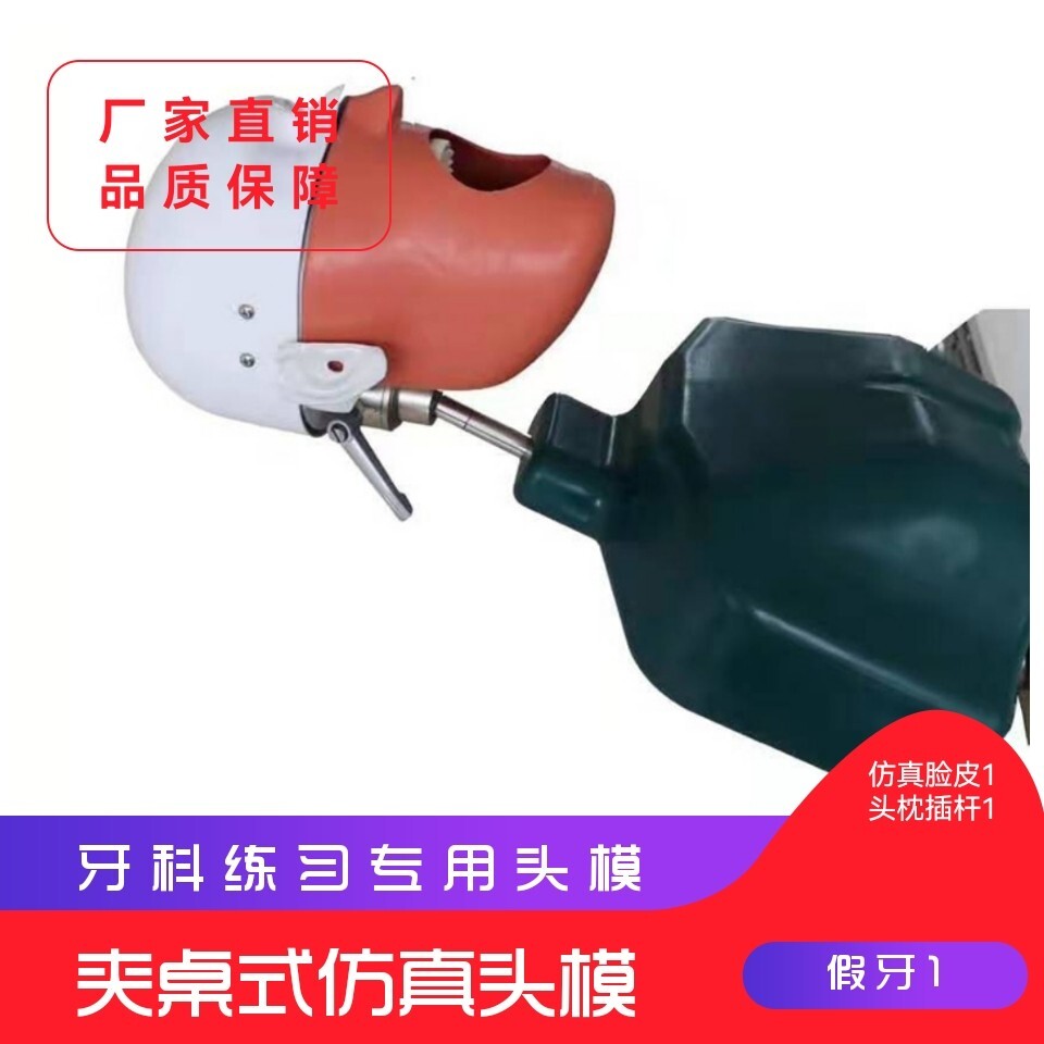 Dental oral teaching model Dental students practice dental tooth simulation headmould and dental detachment