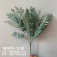 Белые листья дерева саранчи (серого зеленого цвета)