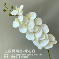 Красочный золотисто -фалаенопсис (зеленое сердце белое)