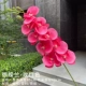 Шелковая ткань Phalaenopsis Rose Red