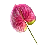 Симуляция 3D Красная ладонь белая ладонь, зеленая ладонь Свадебный свадебный свадебный цветочный материал, мягкий клей мягкий клей, домашнее украшение поддельные цветы