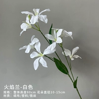Пламенная орхидея (белая)