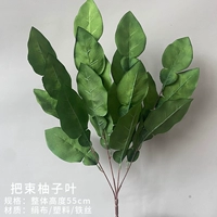 Поставки листьев грейпфрута (зеленый)