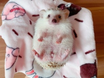 Non-hedgehog pet anti-patch hand towel warm blanket tent drill barrel matching small mat shark gallbladder