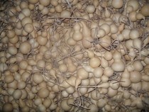 Natural small gourd small sub waist gourd shaped small white gourd gourd 100 full