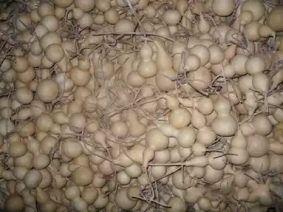 Natural small gourd small sub waist gourd shaped small white gourd gourd 100 full