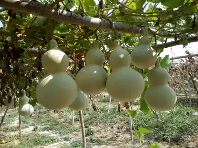 Medium-sized treasure gourd seeds thick-skinned Central Asian waist wine gourd seeds 2020 new seeds full of 10 yuan automatic
