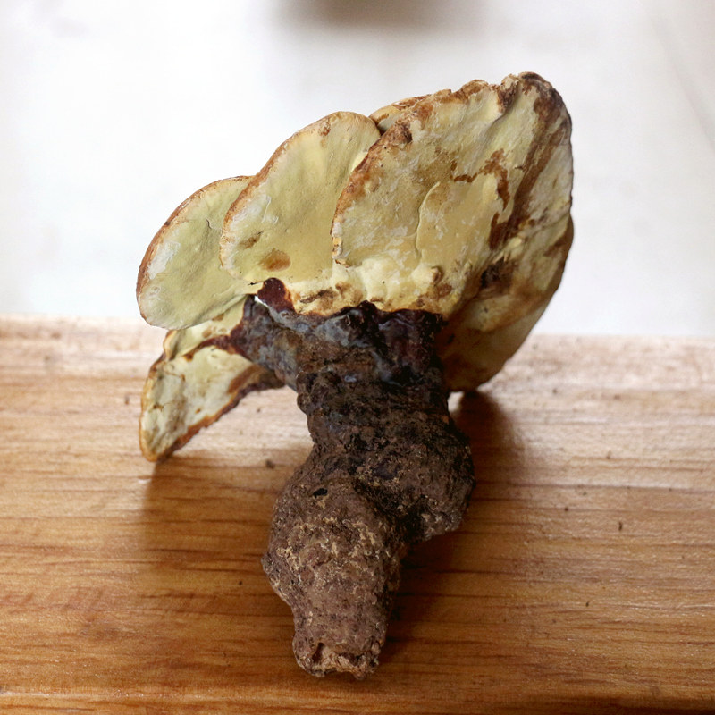 New Goods Pure Wild Lingzhi Yunnan Special Produce Dry Goods Barezhi Whole Branches Non-Tree Tongue Slice Fresh Bulk 250g Tea