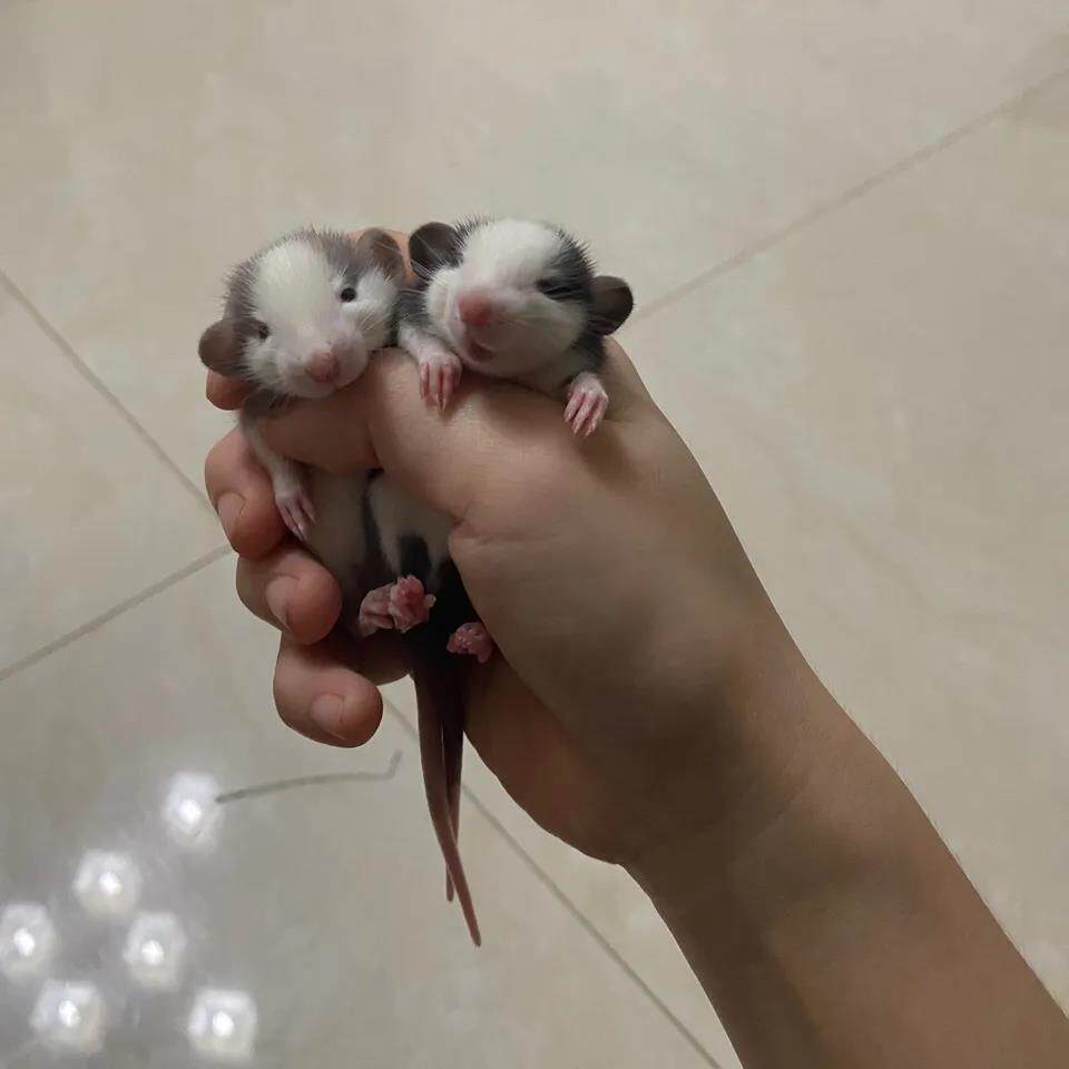可爱的小伙伴来了 🐭 | 家养宠物花枝鼠亲人体验-其它宠物-淘宝好物网