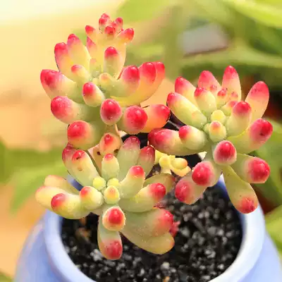 多肉植物乙女心小老桩果冻色乙女心防辐射肉肉植物绿植室内盆栽