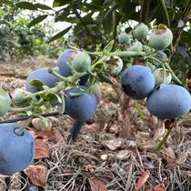 Fresh blueberries from Daliang Mountain in Sichuan fruit supplements for pregnant women and children seasonal fruits freshly picked and grown Lexi