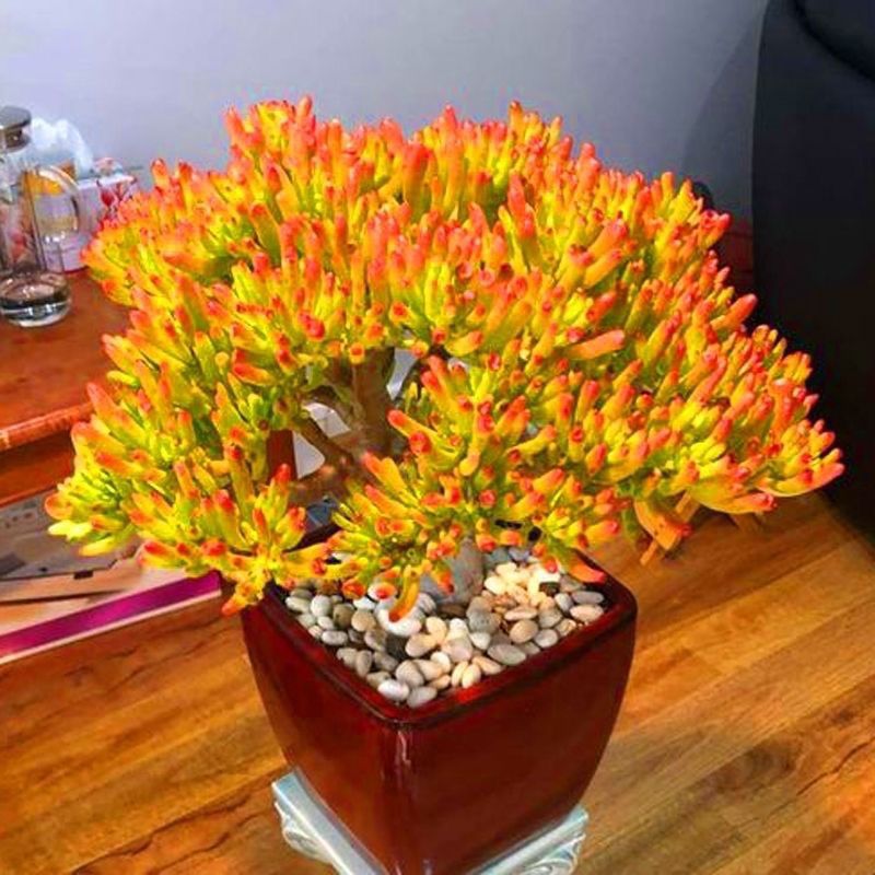 芳香鸟语花卉园艺