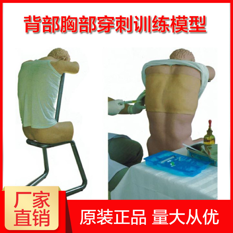 背部（胸部）穿刺训练模型 前倾坐位胸腔穿刺模拟人胸部叩诊训练