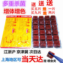 Fresh frozen red blood worm Frozen red worm Red worm Red worm Arhat fish goldfish Colorful fortune feed