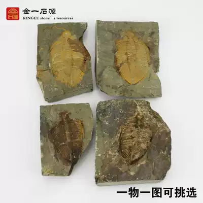 Trilobite crown worm paleontological fossil Rough teaching specimen Wolf fin fish fossil Insect plant fossil ornament