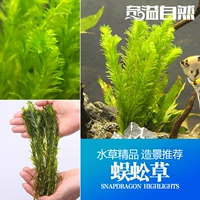 Qi Yi Natural Aquarium tryou 10 растений/групповая вода -трава аквариум Аквариум ландшафт водяной оболочку