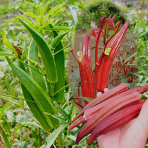 New vegetable seeds okra seeds Red okra four seasons sowing characteristic vegetables Nutritious vegetables four seasons easy