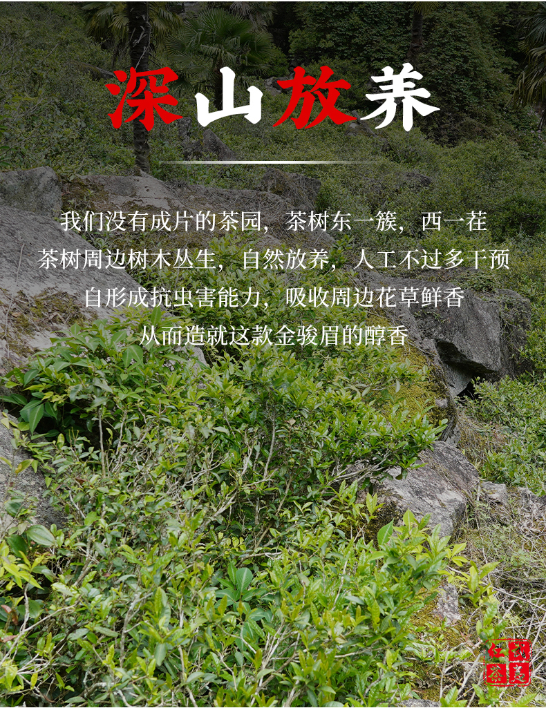 500克正山小种金骏眉红茶叶礼盒装