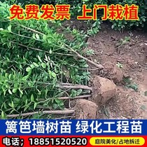 Fence Fence Plant Great Leaves Hokkaido Yellow Young Miao Winter turquots Evergreen Cold Patio Green Hedge saplings