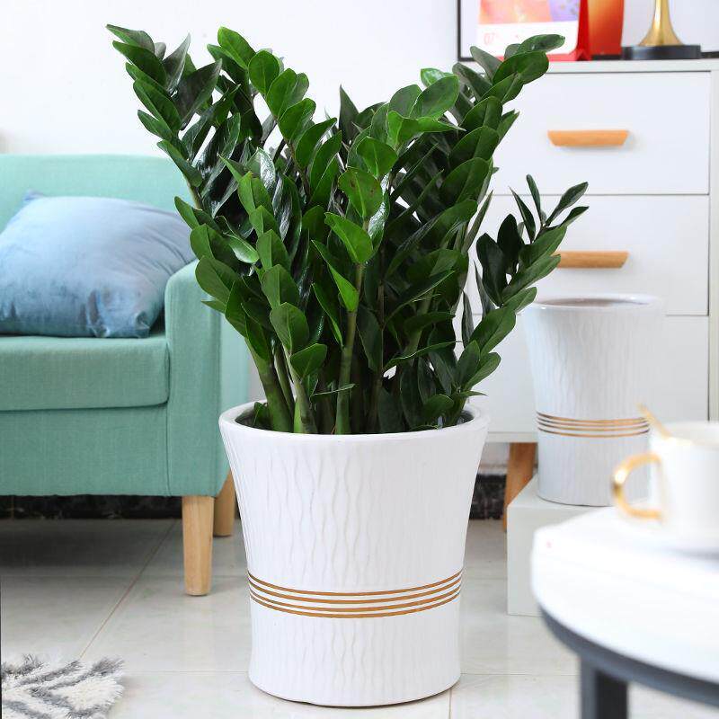 Flower pot large extra large super high-end sense of unique high-end orchid money tree dedicated happiness tree