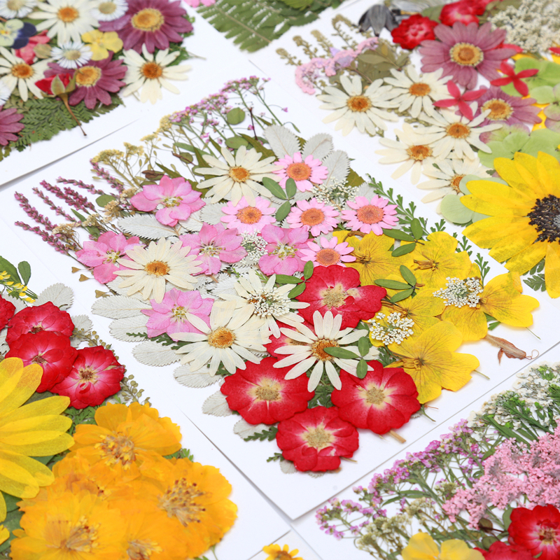 Dried Flower Pressed Flower DIY Material Kit Plant Photo Frame Children's Handicraft Club Activity Petal Decoration Unfinished Project Dried Flower Pressed Flower DIY Material Kit Plant Photo Frame Children's Handicraft Club Activity Petal Decoration Unfinished Project
