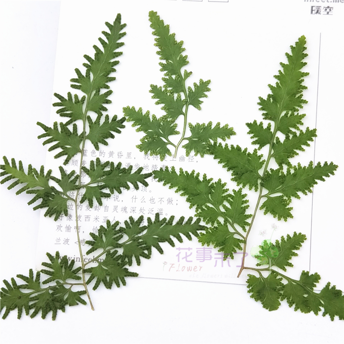 Sea Gold Sofa Leaf Plant Specimen Drip Glue Dry Flower Hand Shell Nursery Handmade Material Real Flower Embossing embossed-Taobao