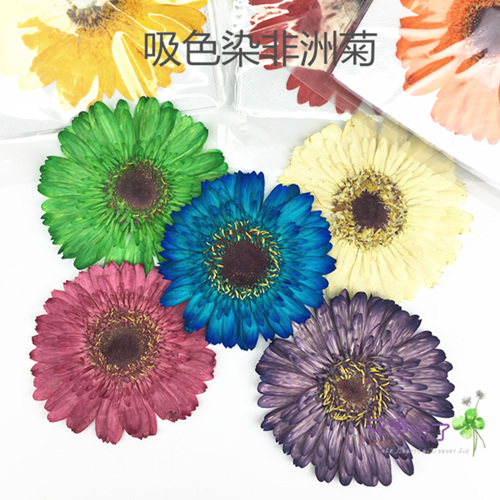 African Chamomile Flower Embossing Dry Flower Drip Glue Drying Flowers Mobile Phone Protection Shell Diy Material Plant Specimen Flowers Without A Single Doodle