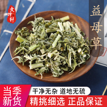 Chinese herbal medicine store special grade wild motherwort fresh dry goods conditioning aunts tea and foot soaking water 50g
