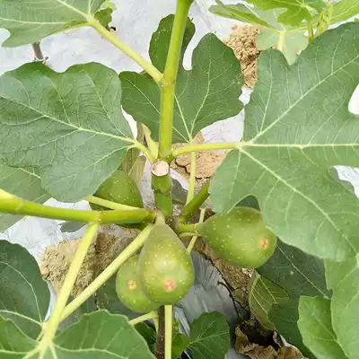 新鲜无花果白汁液原浆乳液茎枝叶汁扁平药用现挤现发无花果汁5ml