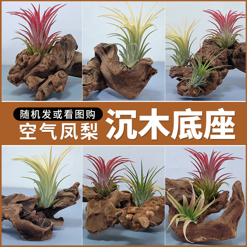 Air Pineapples Base Sink Wood Small Trust Shelf Hanging Bracket Creative Flower Pots VIEW POTTED PLANT DECORATIVE SWING ACCESSORIES
