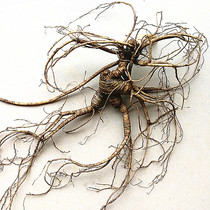Ginseng Wild Mountain Ginseng Old and disabled ginseng Northeast Changbai Mountain Ginseng Wild fresh Wild Mountain Ginseng Fresh ginseng Pruning Mountain ginseng