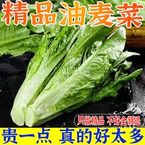 Fresh lettuce fresh green vegetables lettuce stir-fried shabu-shabu hot pot green vegetables naturally tender crispy sweet and delicious