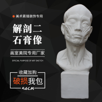 Gypsum anatomy head two plaster human head portrait art teaching aids sketch model sculpture ornaments sketching teaching aids