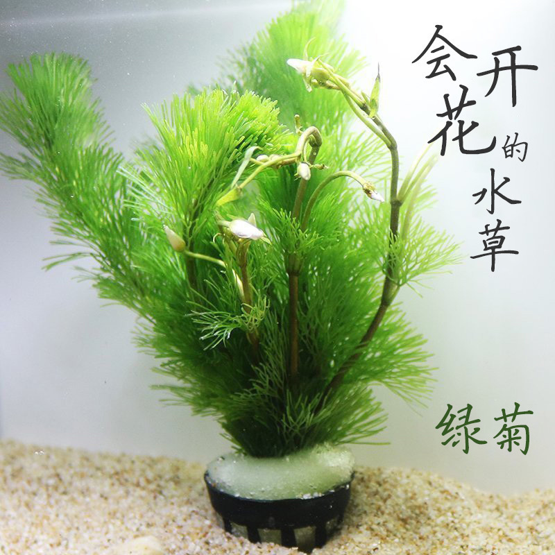 Green Chrysanthemum Water Grass Rear View Grass Small Fish Tank Goldfish Grass Aquarium Living building package New hand with stem-like water algae