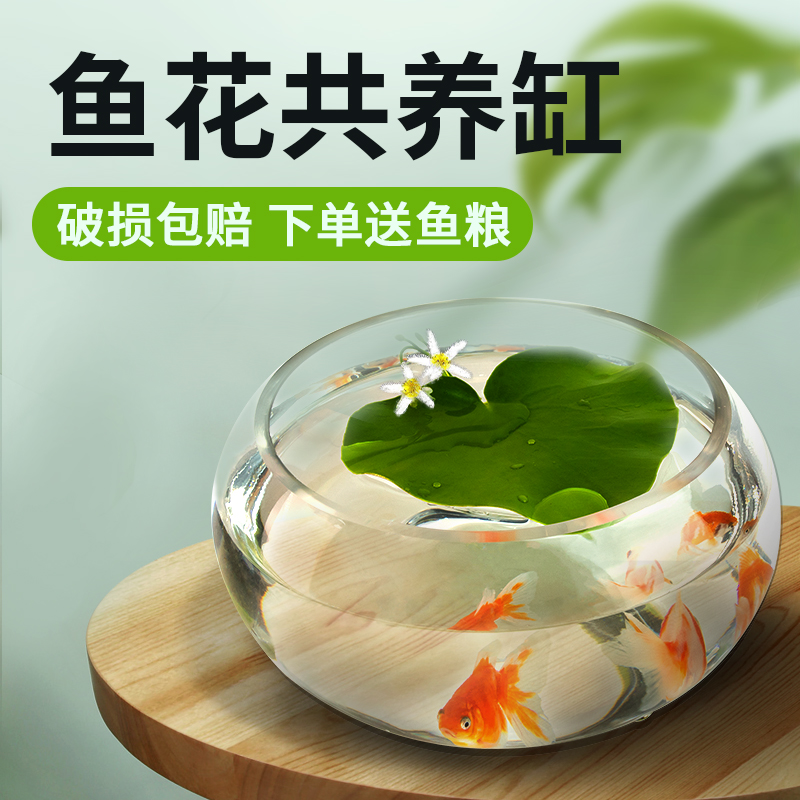 Money grass bowl lotus hydroponic special pot water lotus plant transparent glass four seasons hydroponic flower pot copper money grass utensil