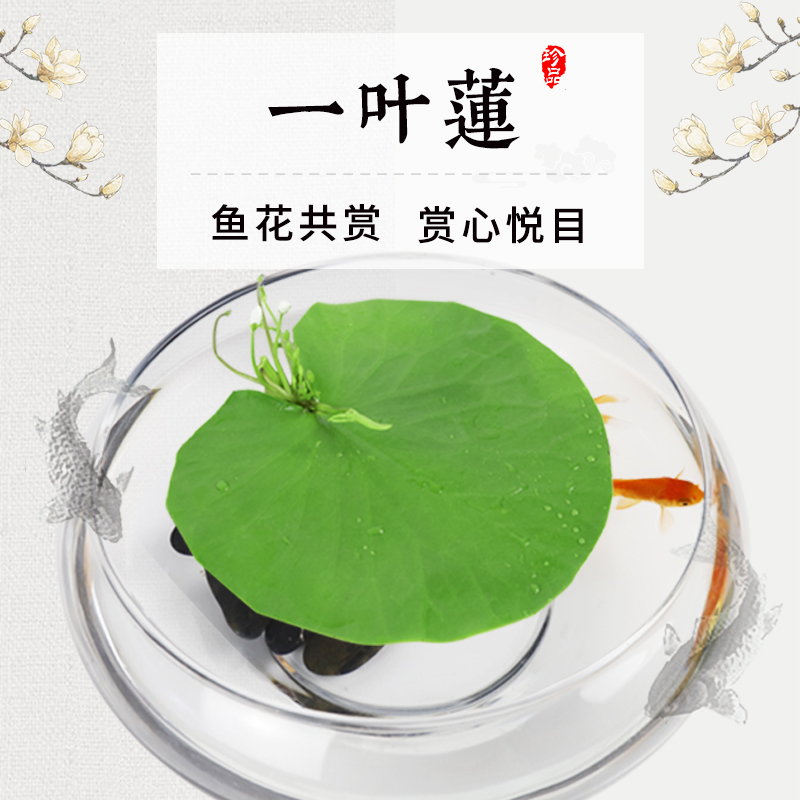 Hydroponic plant fish tank Rohan fish special home with tea table glass Living room Family fish viewing with oxygen small