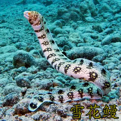 花园鳗黄金花园鳗肉食厚沙饲养活体海水鱼海鳗必拍包装