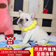 French Bulldog French Bull Puppy French Bulldog Live Pet Dog Bulldog Can Sign Health Agreement