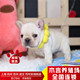 French Bulldog French Bull Puppy French Bulldog Live Pet Dog Bulldog Can Sign Health Agreement