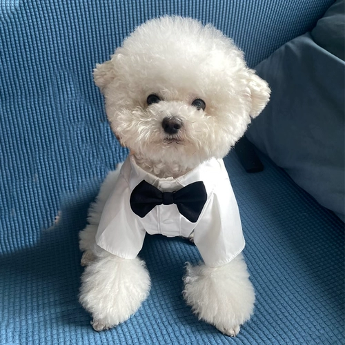 Костюм для собаки, платье, свадебная одежда владельца, галстук-бабочка, украшение для домашнего животного, посещение свадьбы, праздничное подарочное кольцо, Бишон Фризе