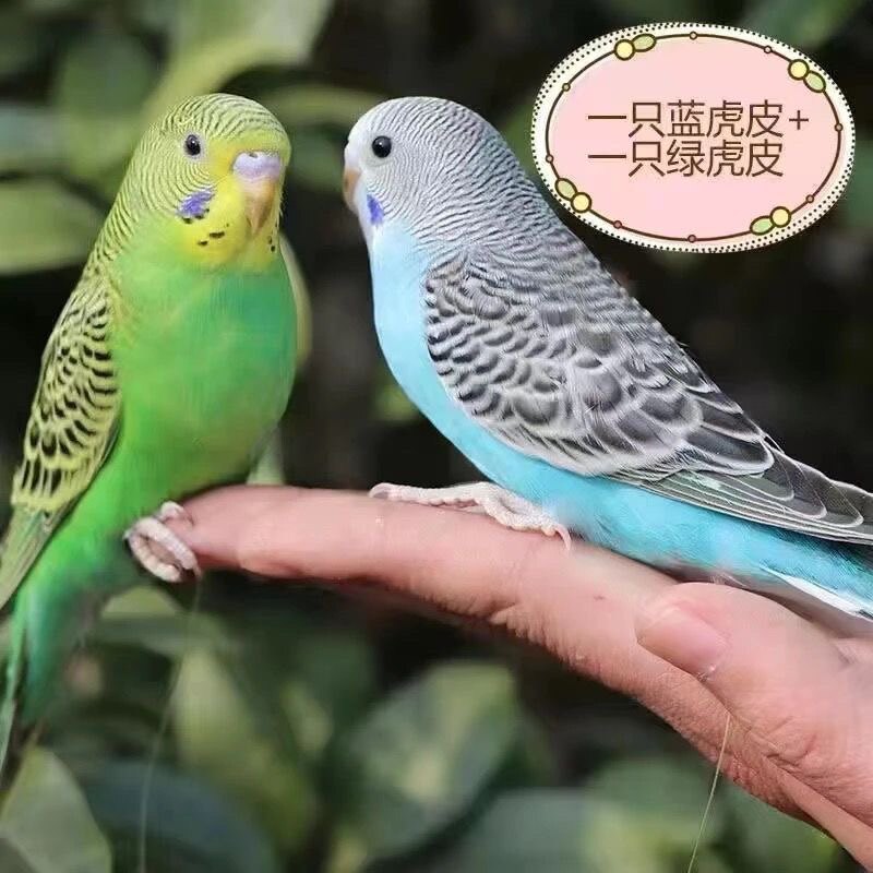 晰鑫宠物乐园的LOGO