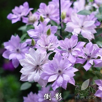  Weiwei Horticulture New World Series Clematis-Reflection Amethyst shimmer Moon ship F series new product collection