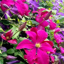  Weiwei Gardening-Clematis Crispina super strong rich flower big flower heat-resistant courtyard arch ground planting
