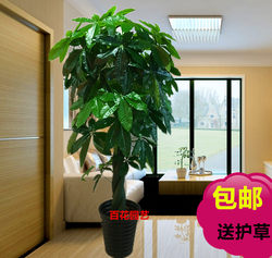 Fake Trees, Money Trees, Simulated Plants, Floor-Standing Potted Plants, Large Living Room Bonsai, Fake Flowers, Plastic Flowers, Decorative Simulated Green Plants