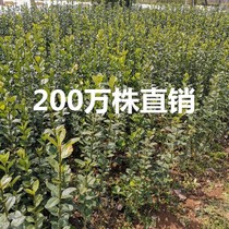 Hedge saplings Hokkaido boxwood fence hedge plants big-leaf holly ball French holly coral saplings evergreen